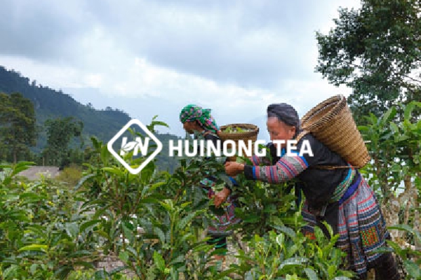 链为网络 | huinong tea网站建设案例